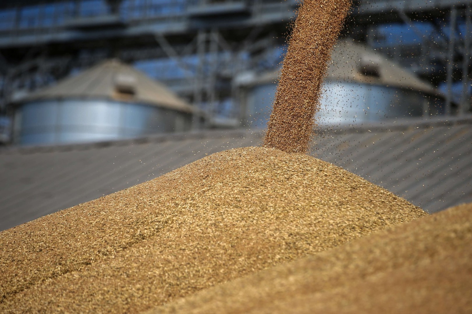 В Тюменской области проконтролировано более 3 тысяч тонн семян при экспорте