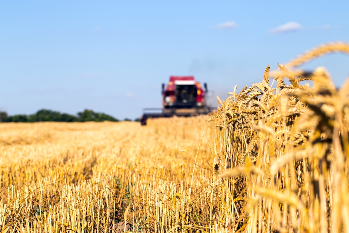 Доля России в импорте с Египтом пшеницы выросла до 68%