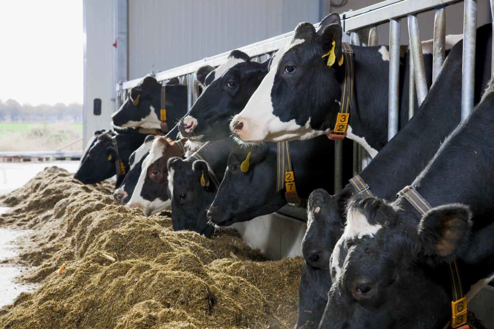У отечественных коров разыгрался аппетит
