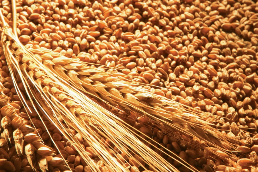 Регенеративная пшеница в Мексике обогнала традиционную по урожайности
