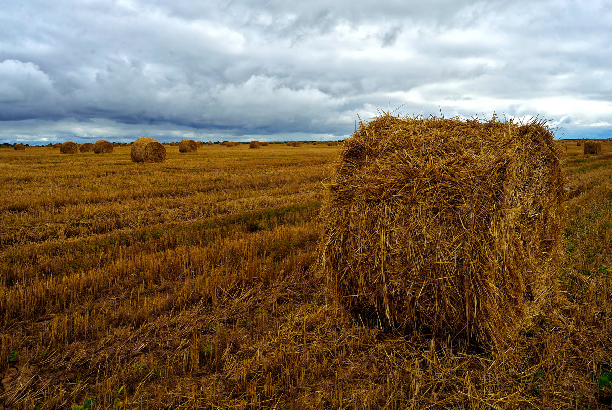Россия и Казахстан смогут ежегодно поставлять в Китай 700 тыс. тонн сена люцерны