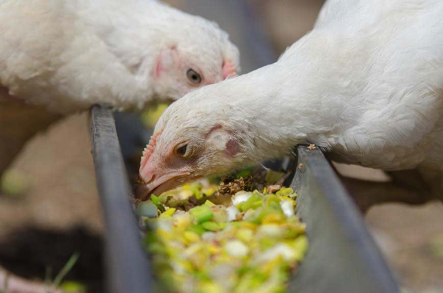 Гранат и лук повышают качество мяса цыплят-бройлеров