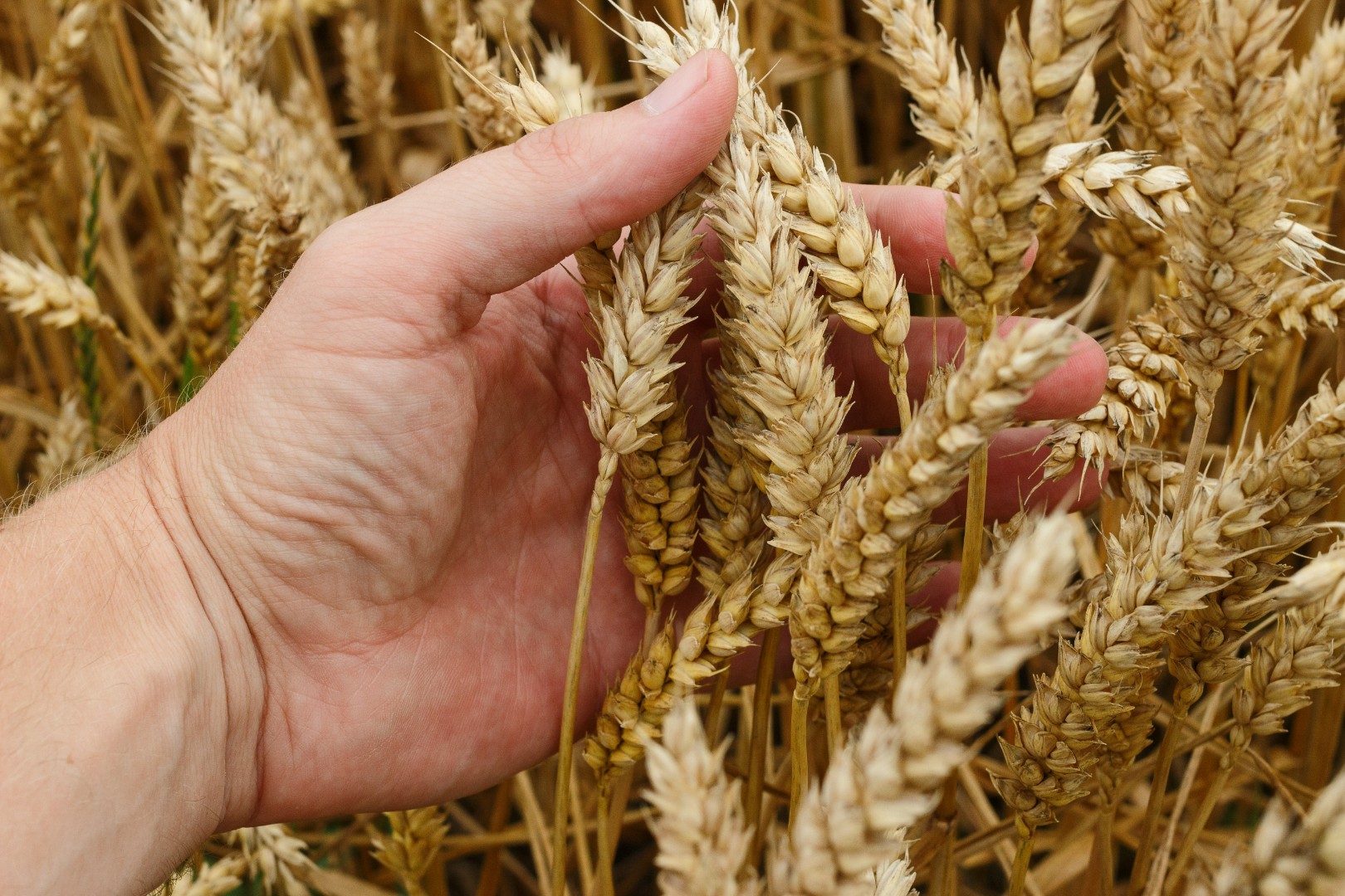 Россия готова снова поставлять пшеницу Вьетнаму