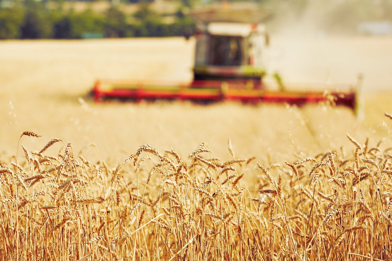 Увеличился импорт пшеницы в Азербайджан
