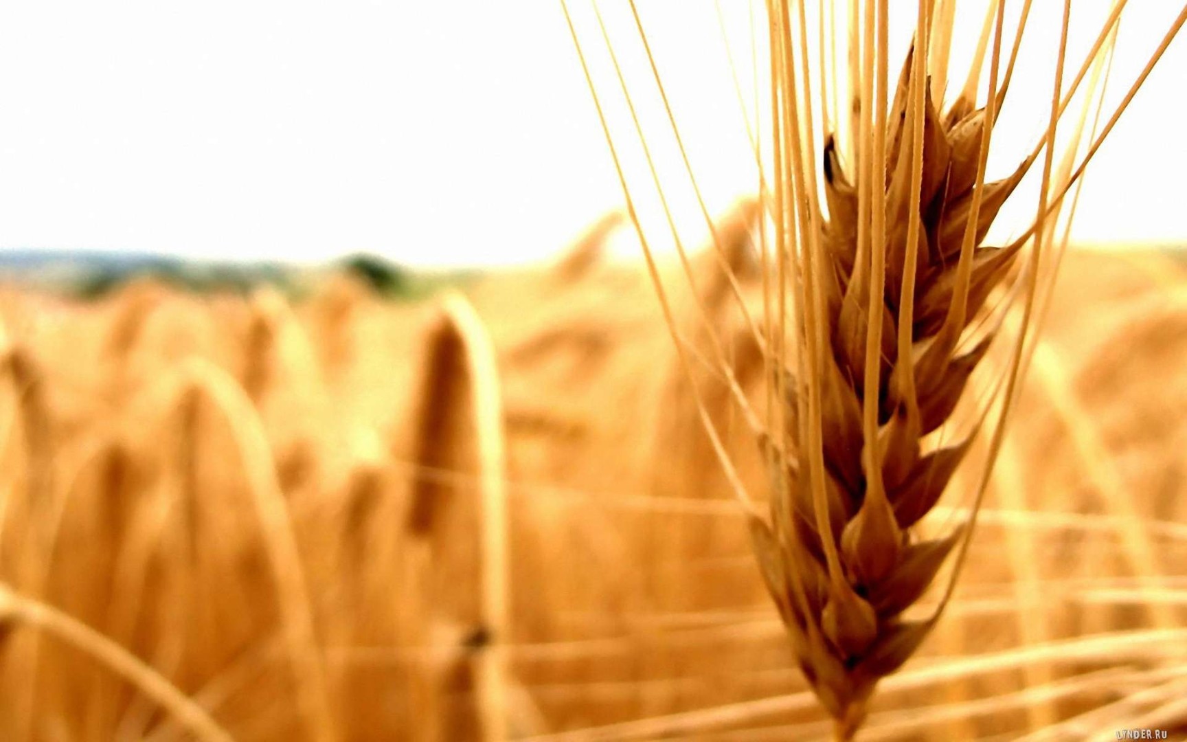 Сбор урожая пшеницы в России — время, особенности, методы