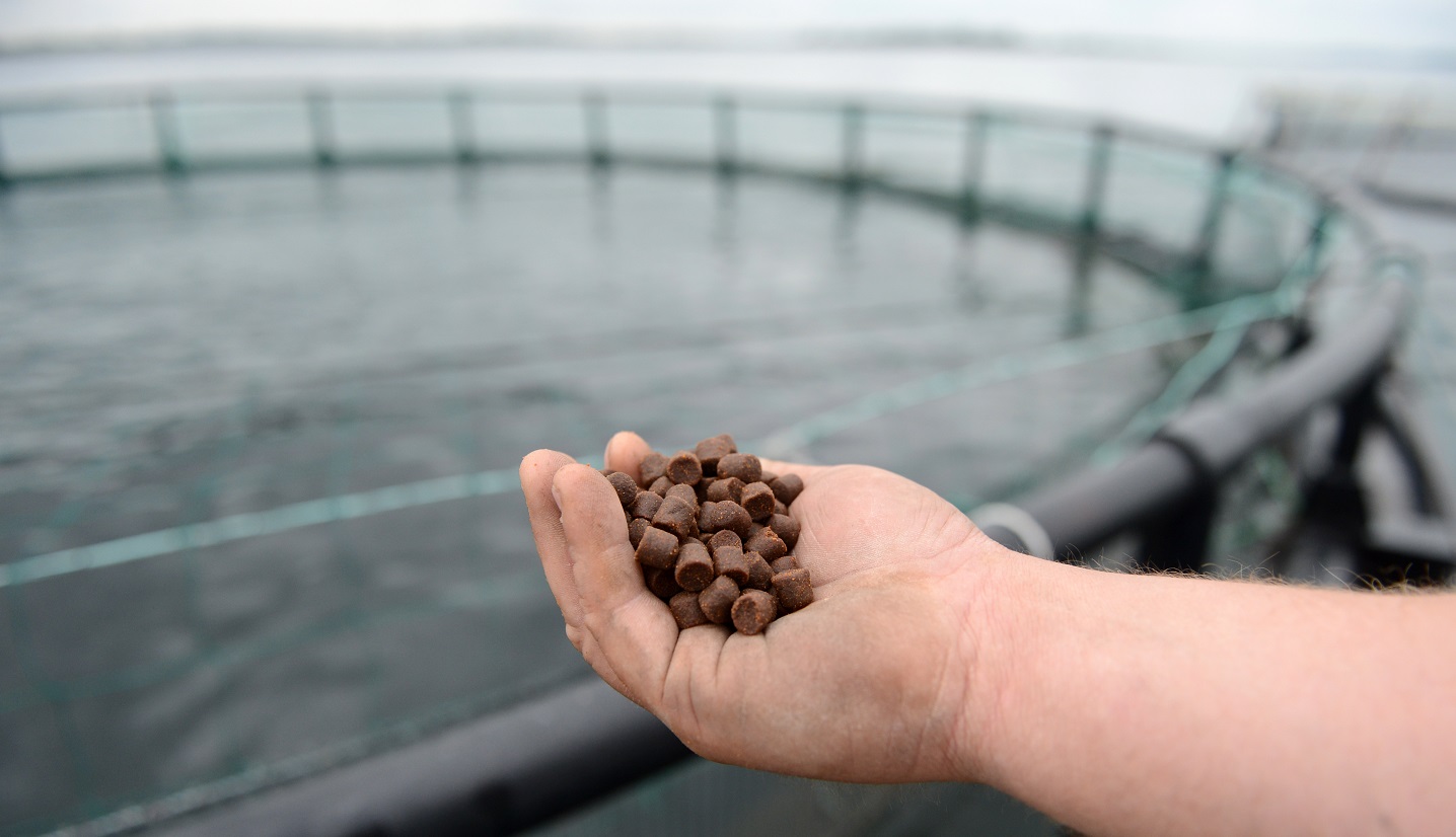 Ленобласть уходит от импортозависимости в рыбном промысле