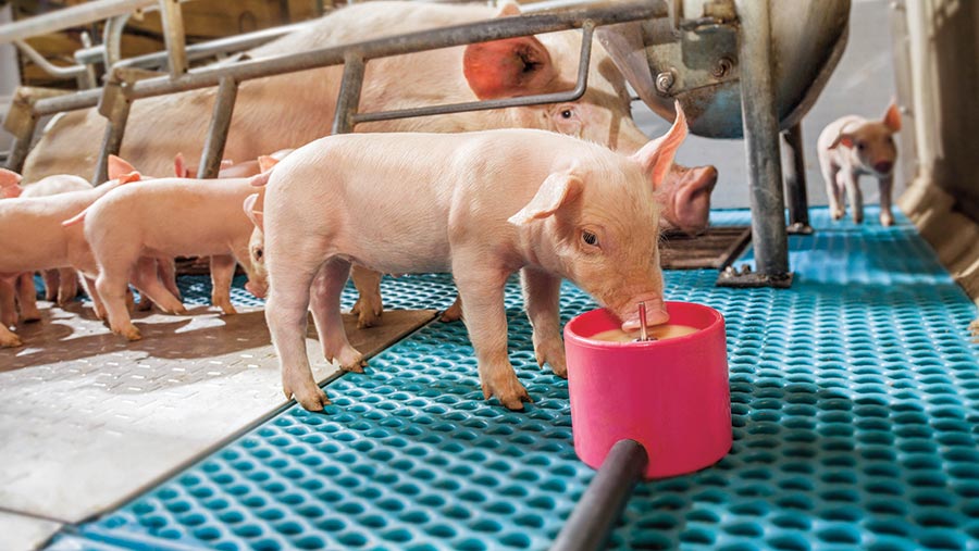 Дополнение рациона лактирующих свиноматок вкусовыми добавками способствует улучшению здоровья у поросят-отъемышей
