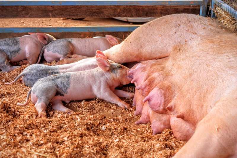 Добавки TSFP повышают продуктивность свиноматок и поросят