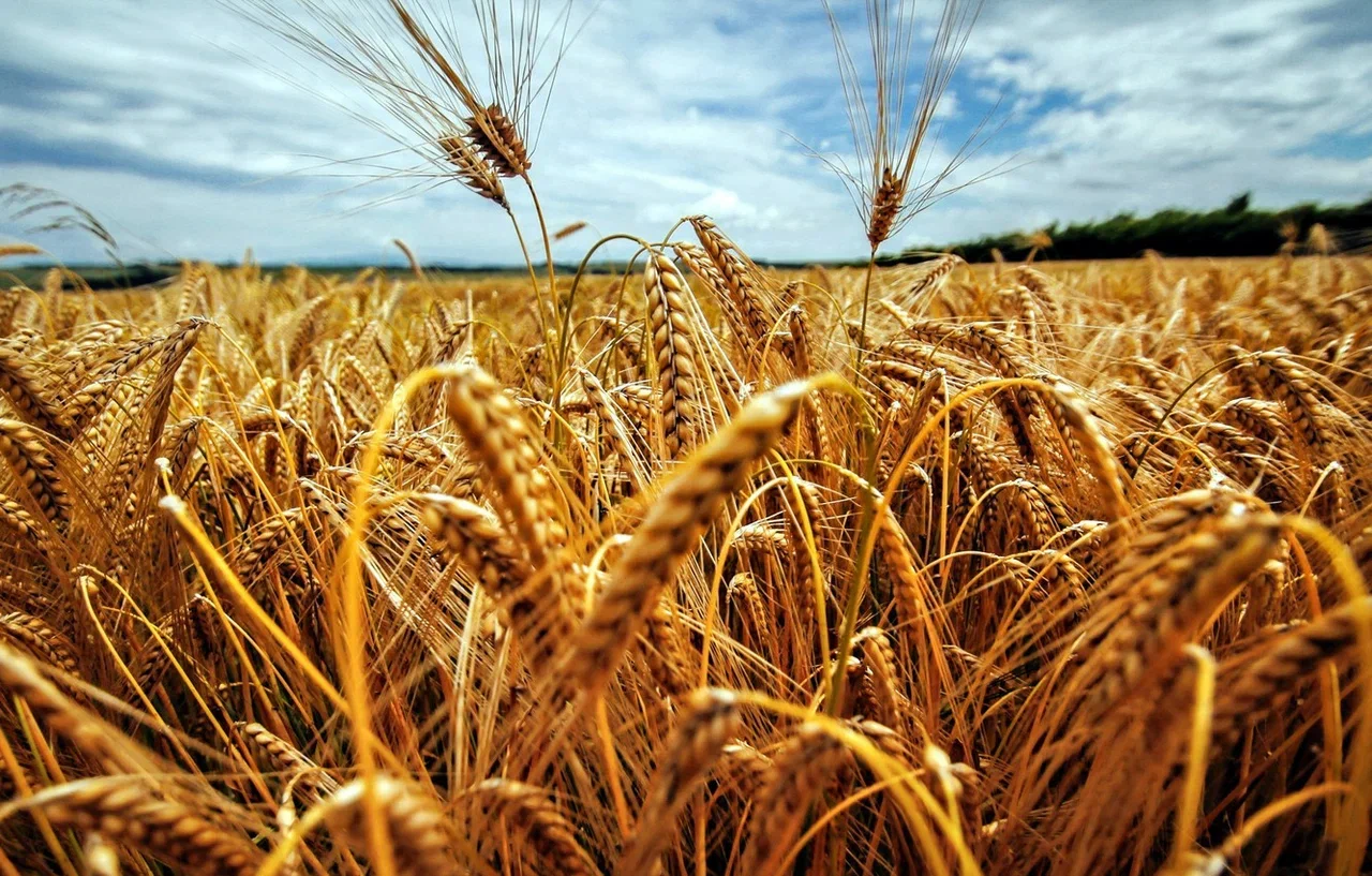 Минсельхоз: Россия в прошлом сельскохозяйственном году заняла второе место в мире по экспорту всех видов зерна