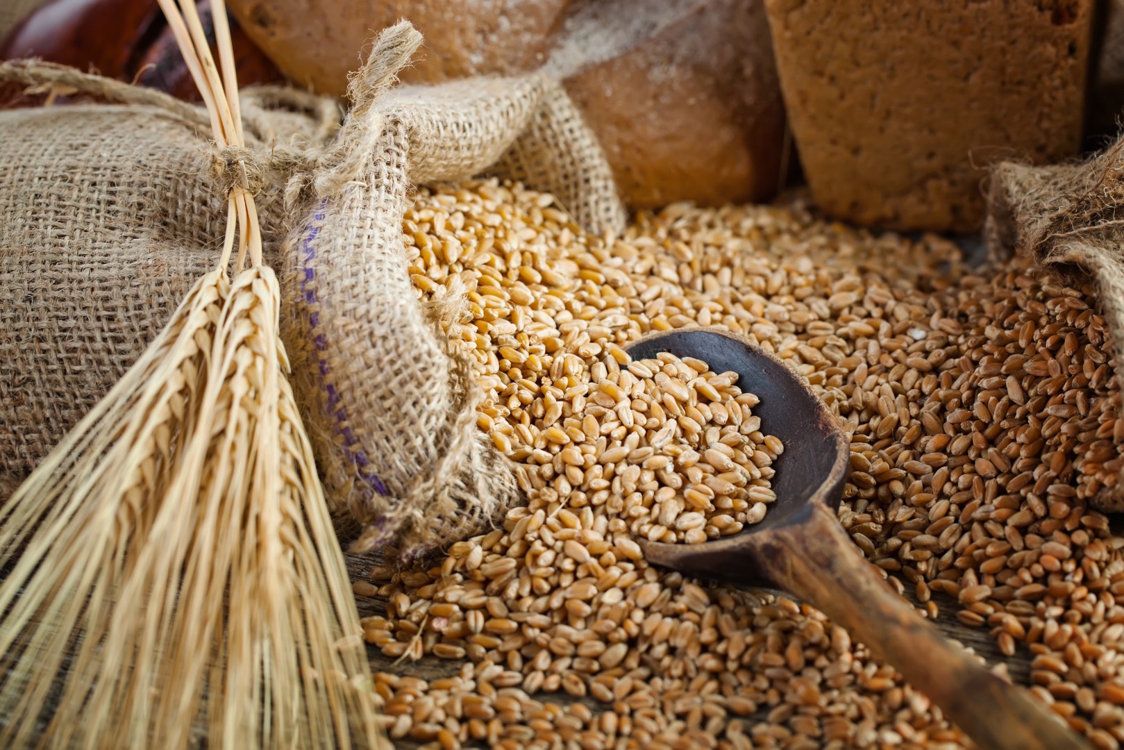 Средние цены производителей на зерновые культуры в январе-августе 2023 года