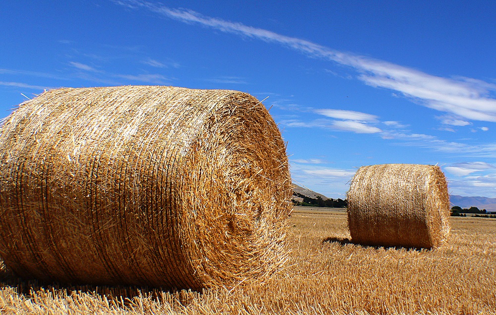 На Камчатке аграрии увеличили объем заготовки сенажа на 50%