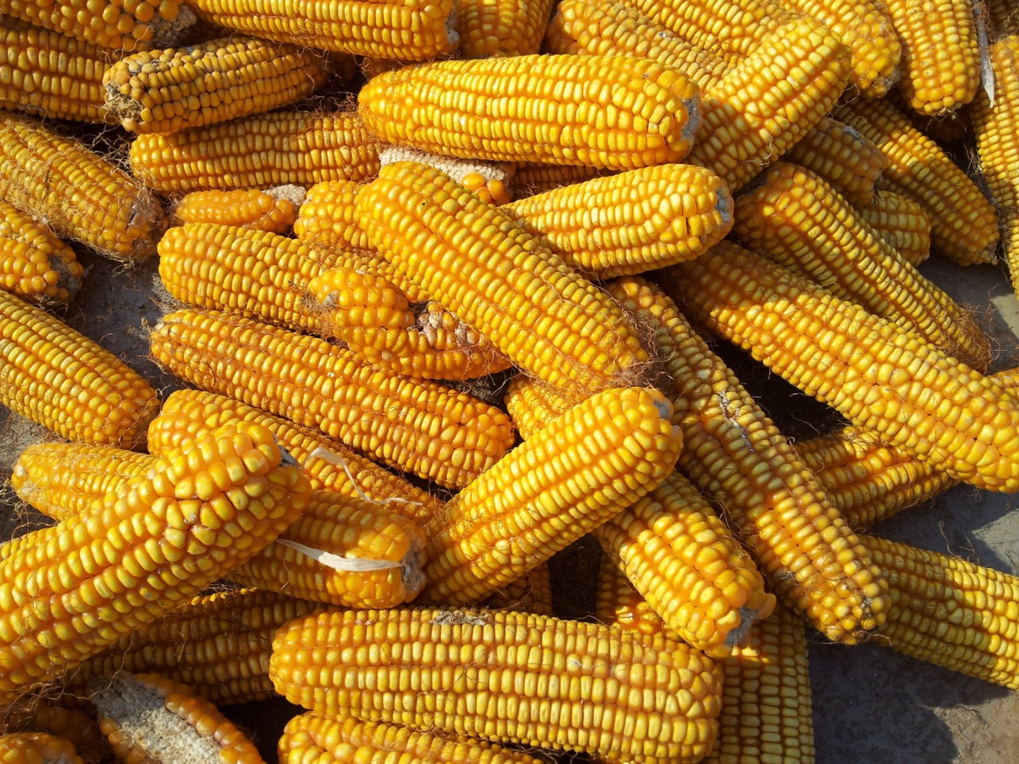 Ученые работают над выведением кукурузы с высоким содержанием метионина
