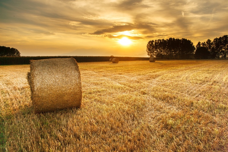 Хозяйства Забайкалья заготовили свыше 1 миллиона тонн сена на зимовку скота