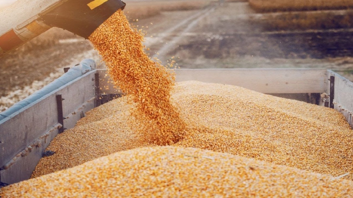 В Закарпатье создадут логистический хаб для экспорта украинского зерна в ЕС