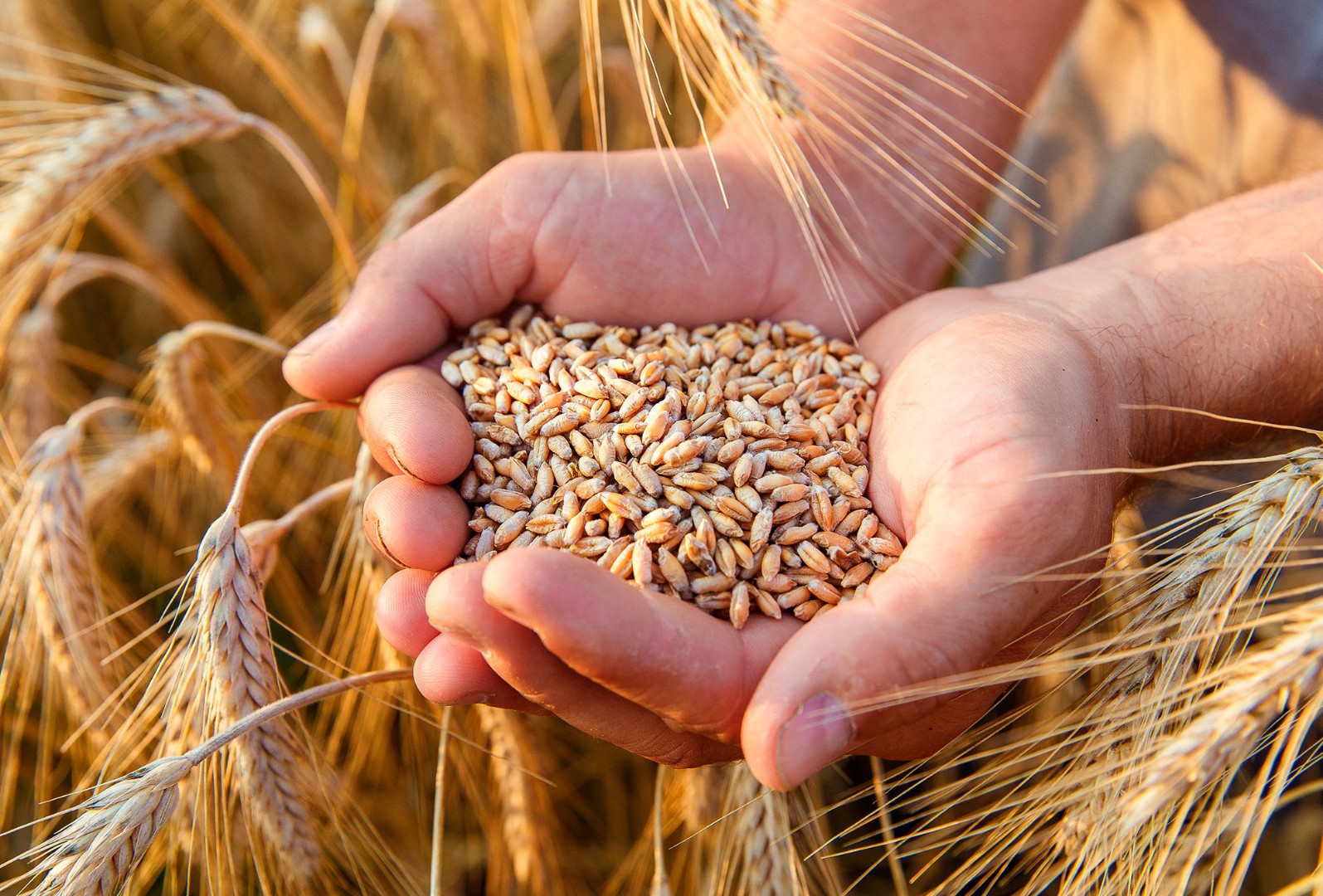 Аграрии РФ в этом году собрали более 150 млн т зерна