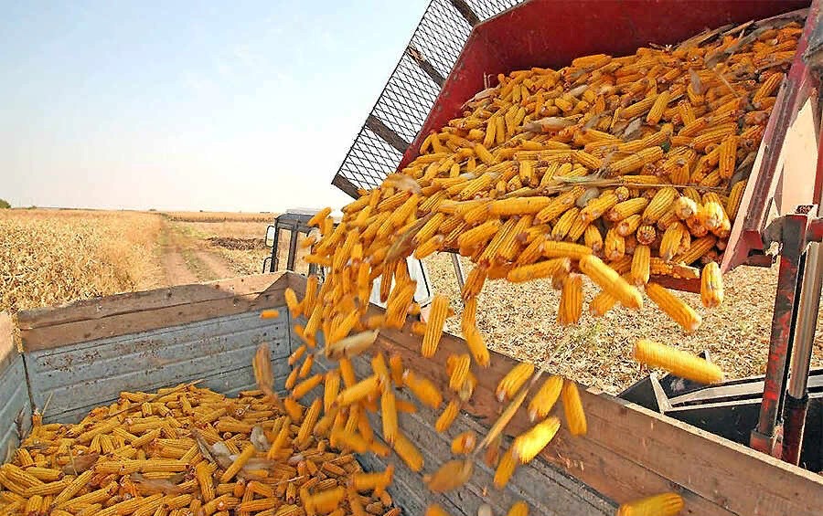 Урожайность кукурузы в Приморье упала из-за летних паводков