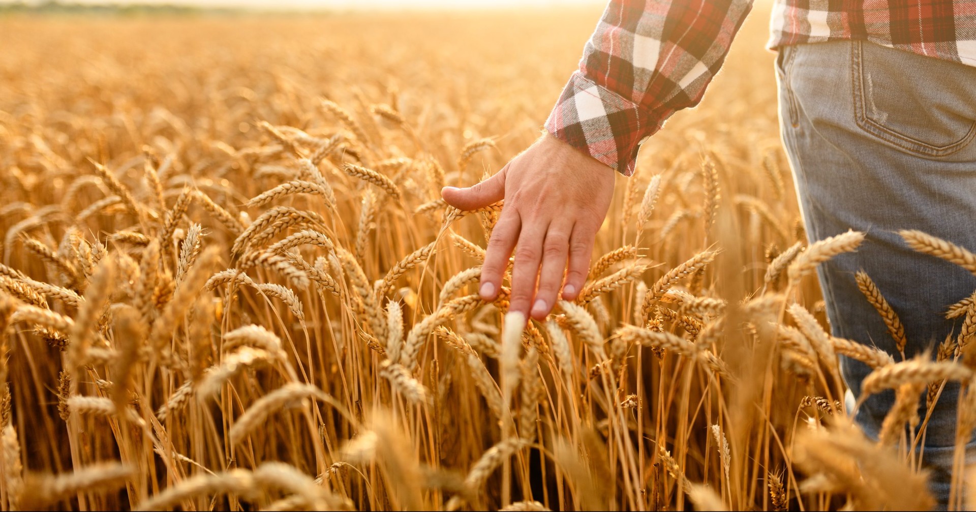 Еще почти 350 млн рублей получат липецкие производители зерновых культур