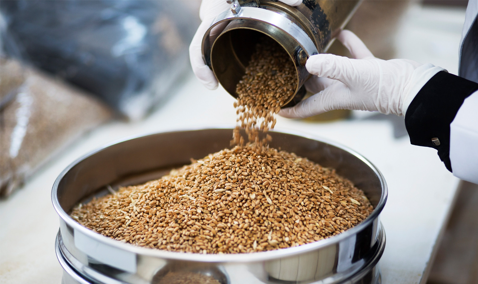 Около 75% собранного в новосибирской области зерна относится к III классу - Минсельхоз региона