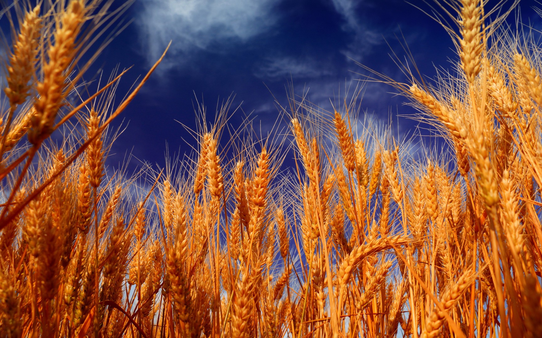 Ученые РФ обнаружили бактерии, повышающие урожайность пшеницы в условиях засухи