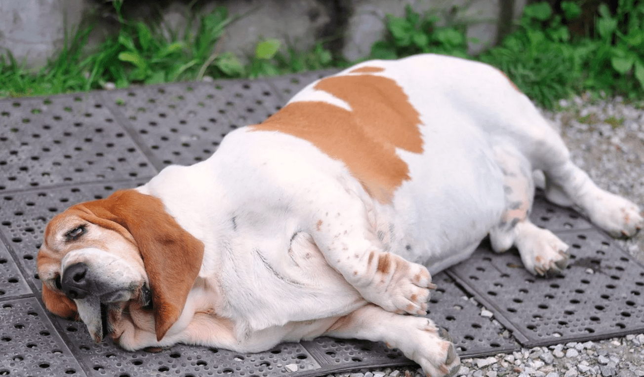 Ученые нашли способ бороться с ожирением у собак с помощью пробиотиков в кормах