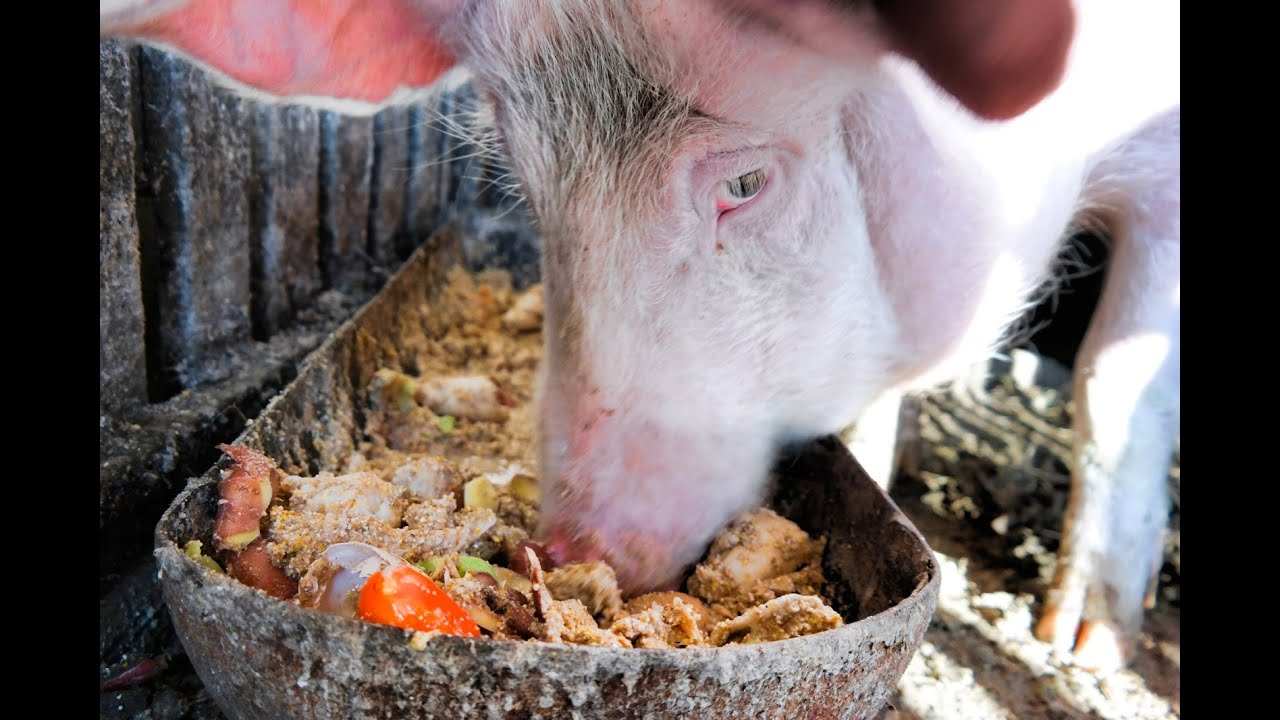 Кормление свиней пищевыми отходами не влияет на качество мяса