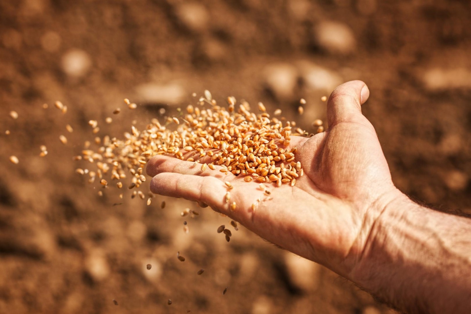 Средние цены производителей на зерновые культуры по итогам 2023 года