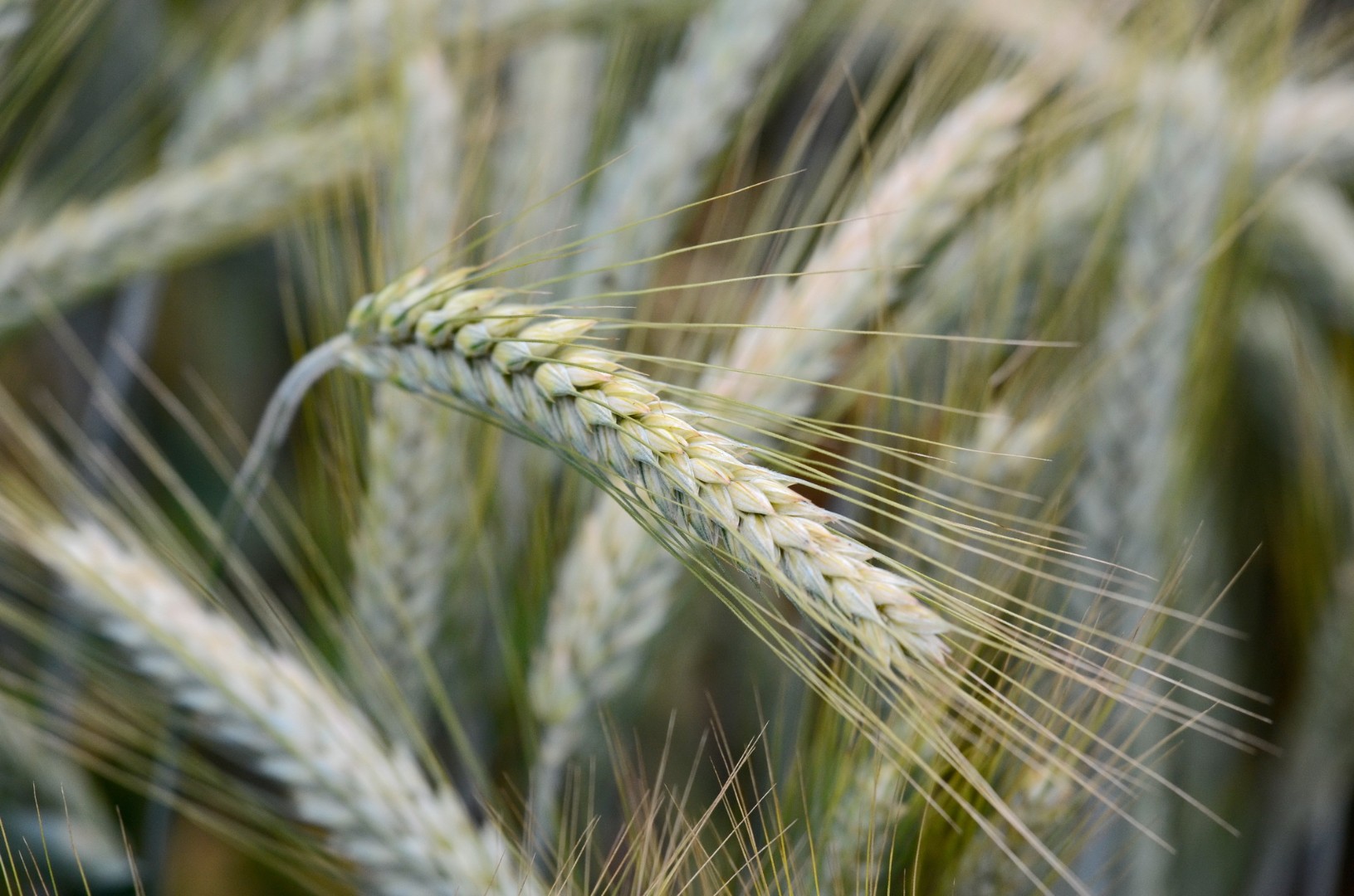 Фермеры в Тунисе выбирают старые сорта пшеницы для борьбы с климатическими изменениями