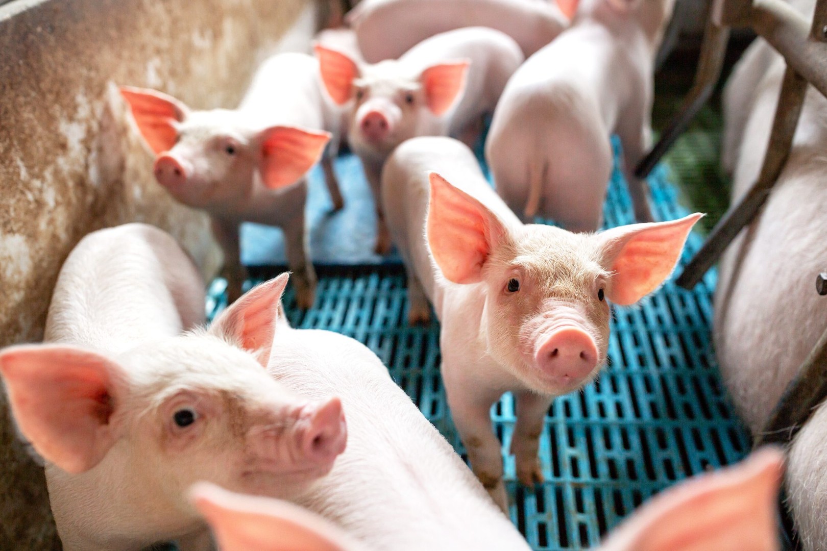 Кормовые добавки с дрожжами в рационе свиноматок улучшают здоровье поросят