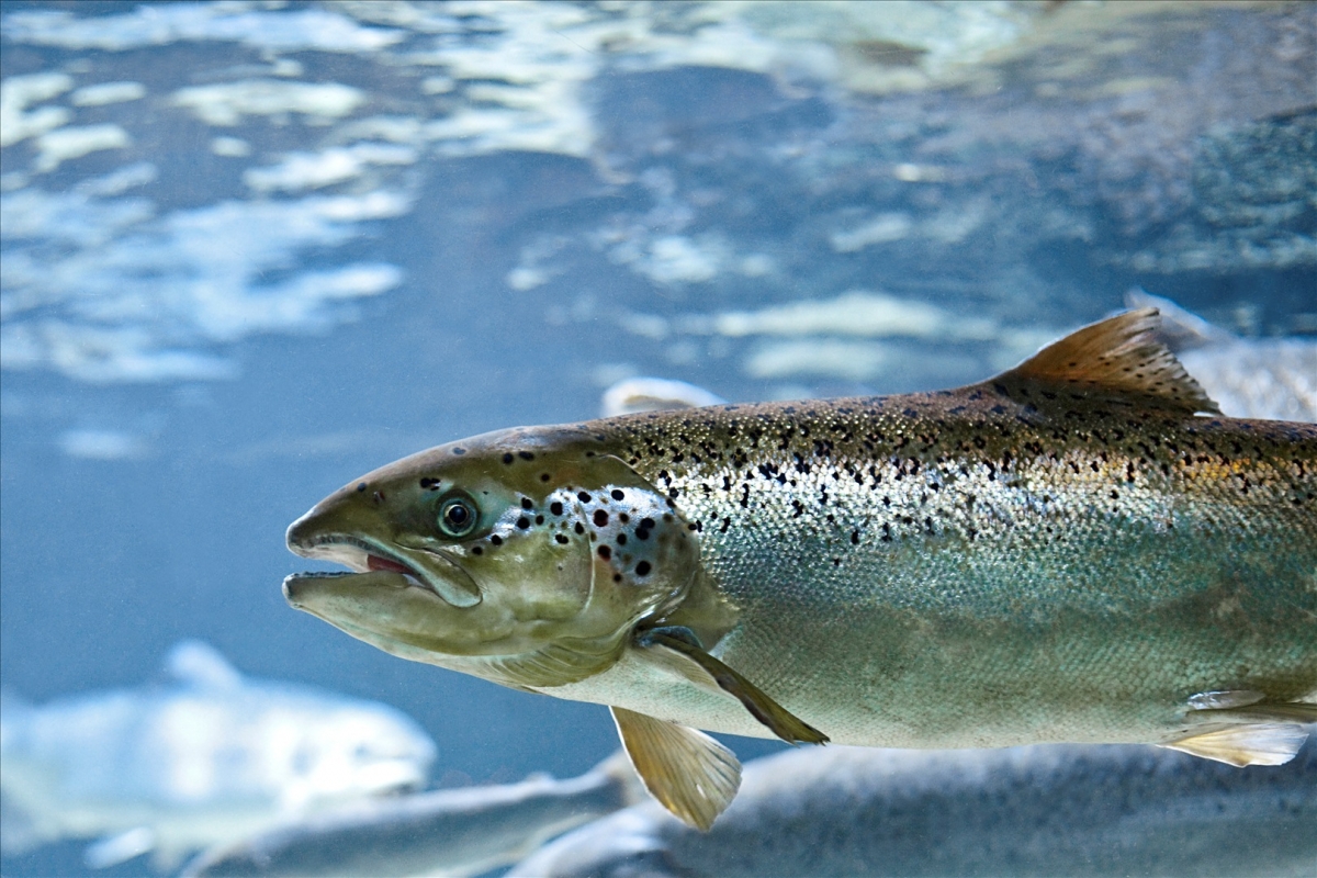 Замену рыбной муке в кормах для лосося можно вырастить в рассоле от переработки сельди