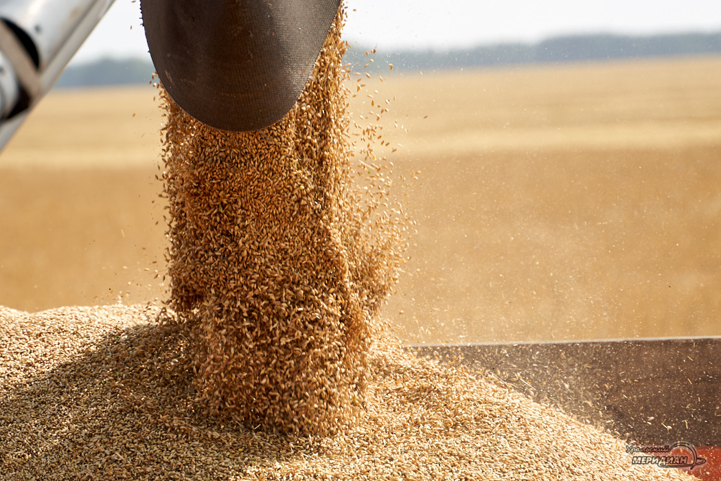 Минсельхоз США оценил в 52 млн т экспорт пшеницы из РФ в новом сельхозгоду