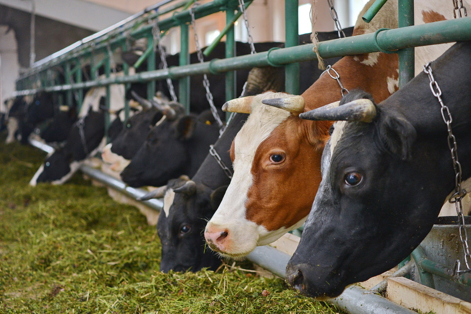 Ученые придумали, как повысить содержание йода в коровьем молоке и мясе
