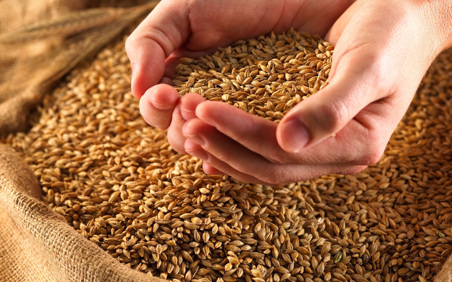 РФ не будет испытывать сложностей в экспорте зерна из-за введённого Турцией запрета на импорт пшеницы - Минсельхоз