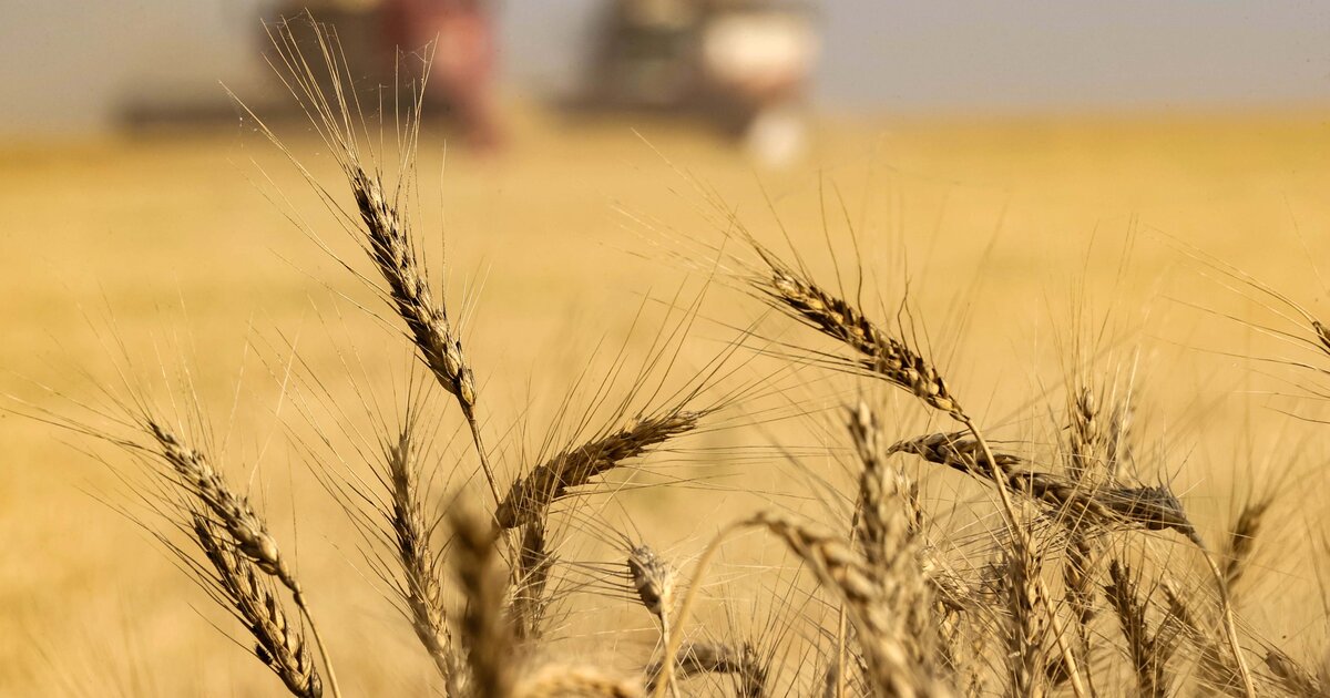 Опубликованы первые прогнозы мирового производства зерновых