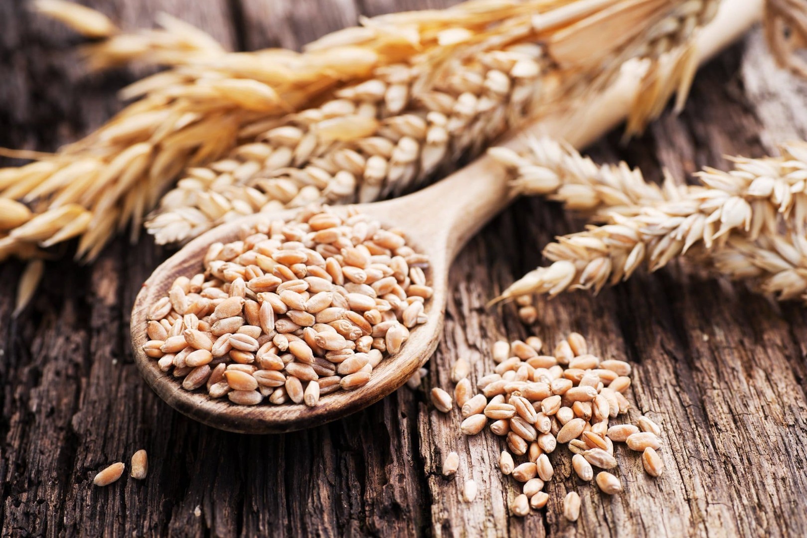 Проба первой партии пшеницы из Крыма показала соответствие зерна стандартам ГОСТ