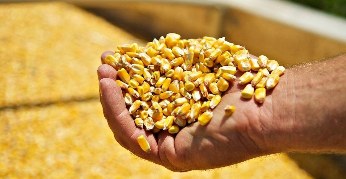 Экспорт украинской кукурузы в ближайшие месяцы существенно снизится – эксперты