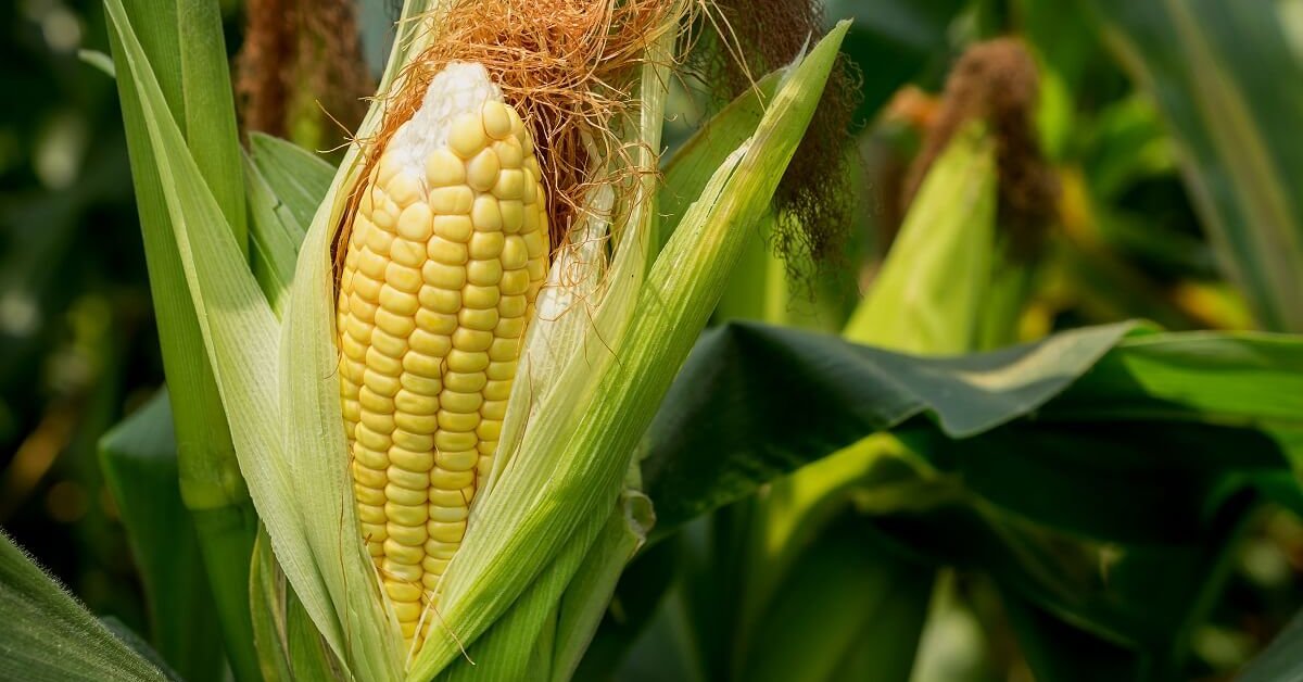 Экспортный спрос на кукурузу в Украине резко упал на фоне понижения мировых котировок