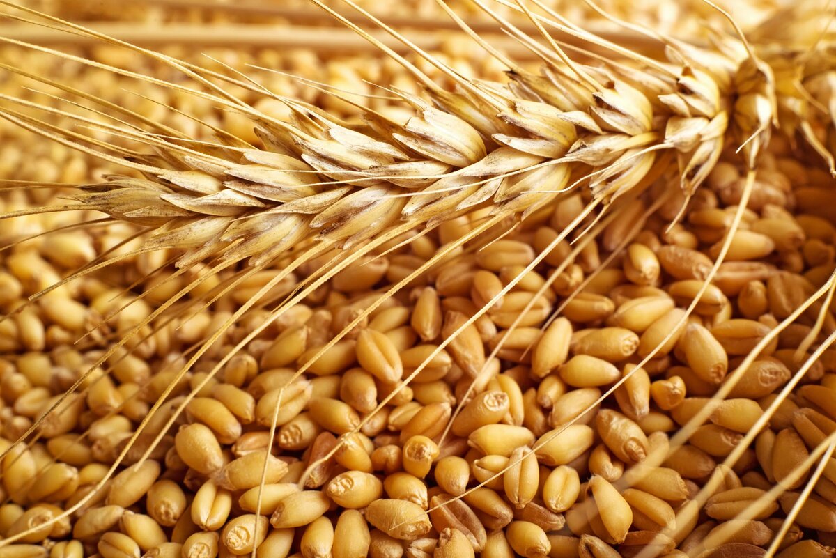 Экспортные цены на российскую пшеницу продолжают снижаться