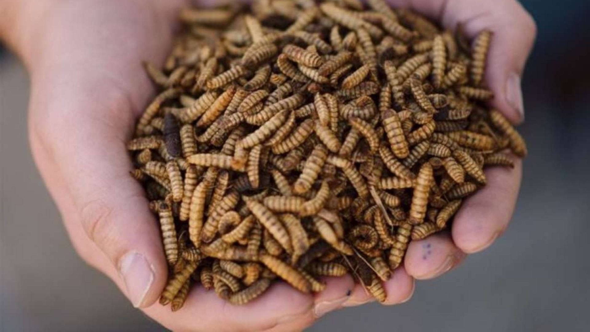 IFC инвестирует 2 миллиона долларов в коста-риканского производителя белка из насекомых