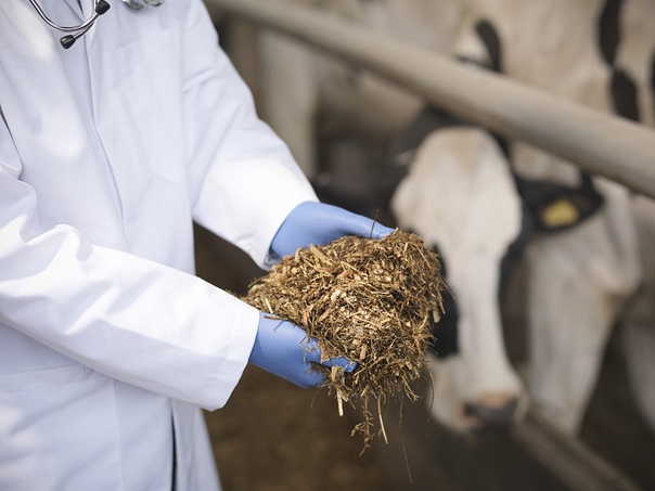 Компания Nutreco получила финансовую поддержку для  разработки инновационных диетических стратегий в молочном секторе