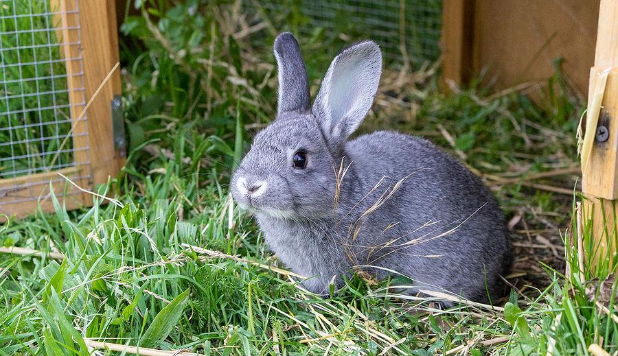 Ученые РАН предложили кормить кроликов водорослями для увеличения массы