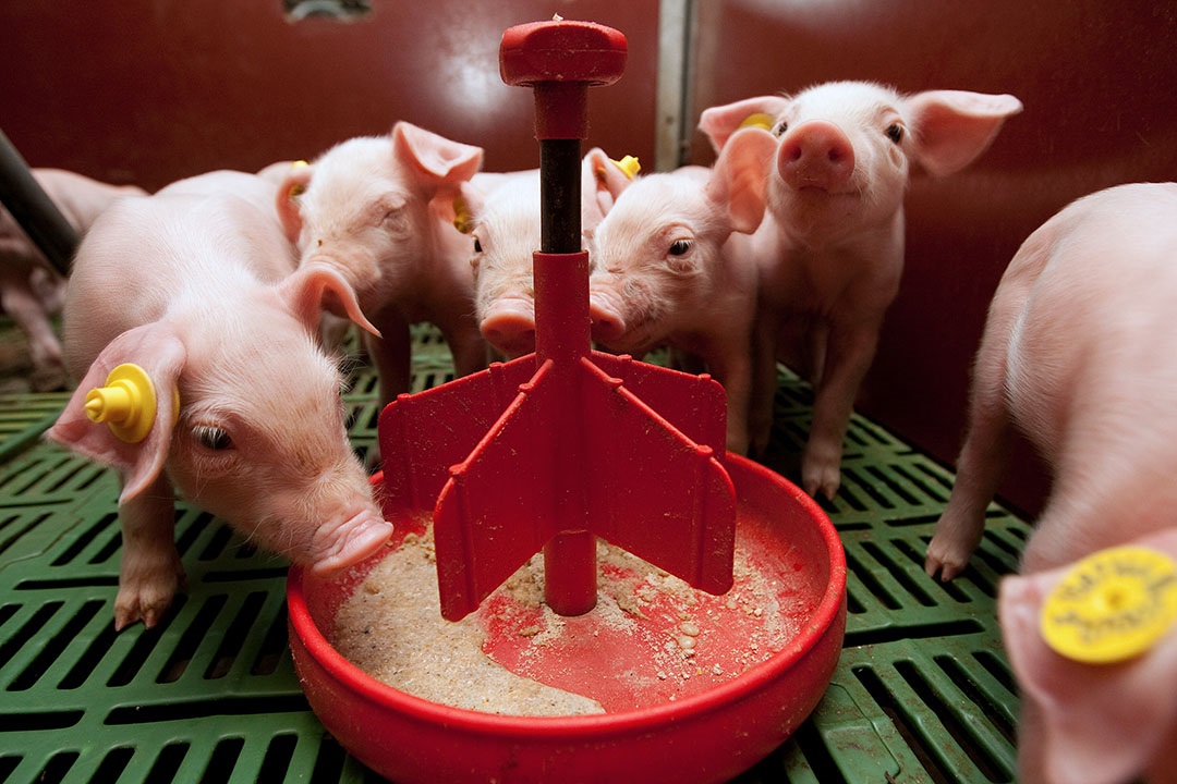 Компания IFF расширяет ассортимент пробиотиков для свиней