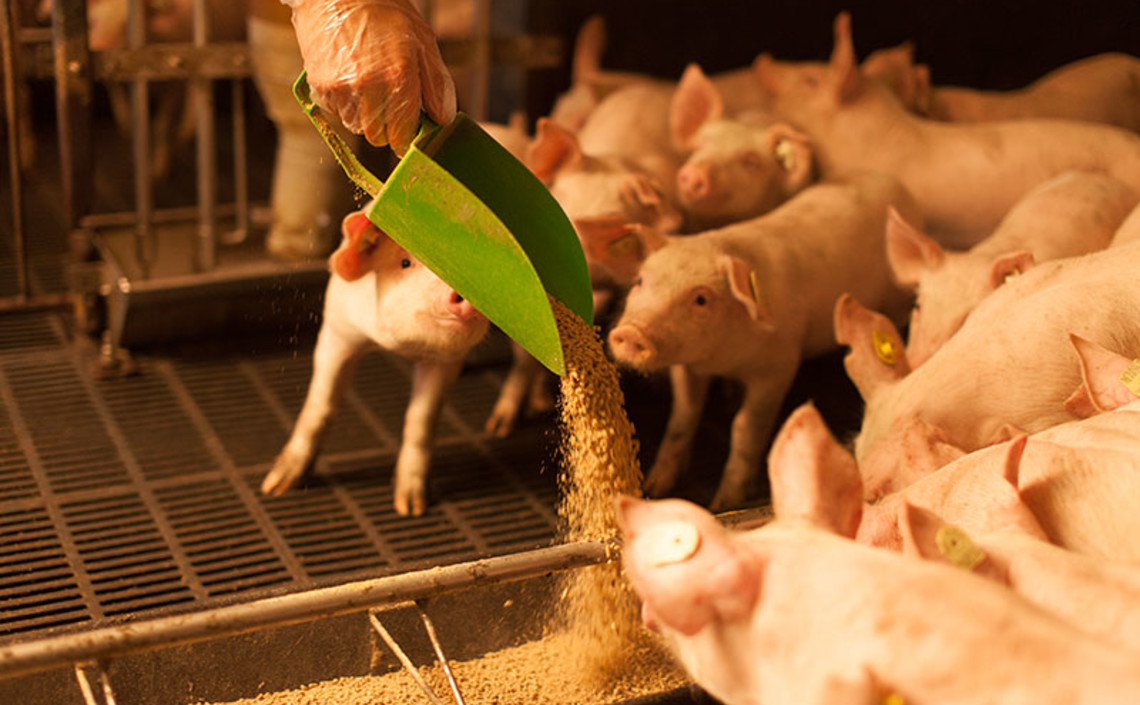 Вирус АЧС может выжить в кормах даже под воздействием высоких температур