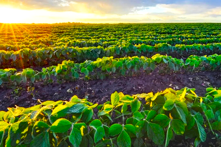 В Китае создана методика расчёта площадей соевых посевов