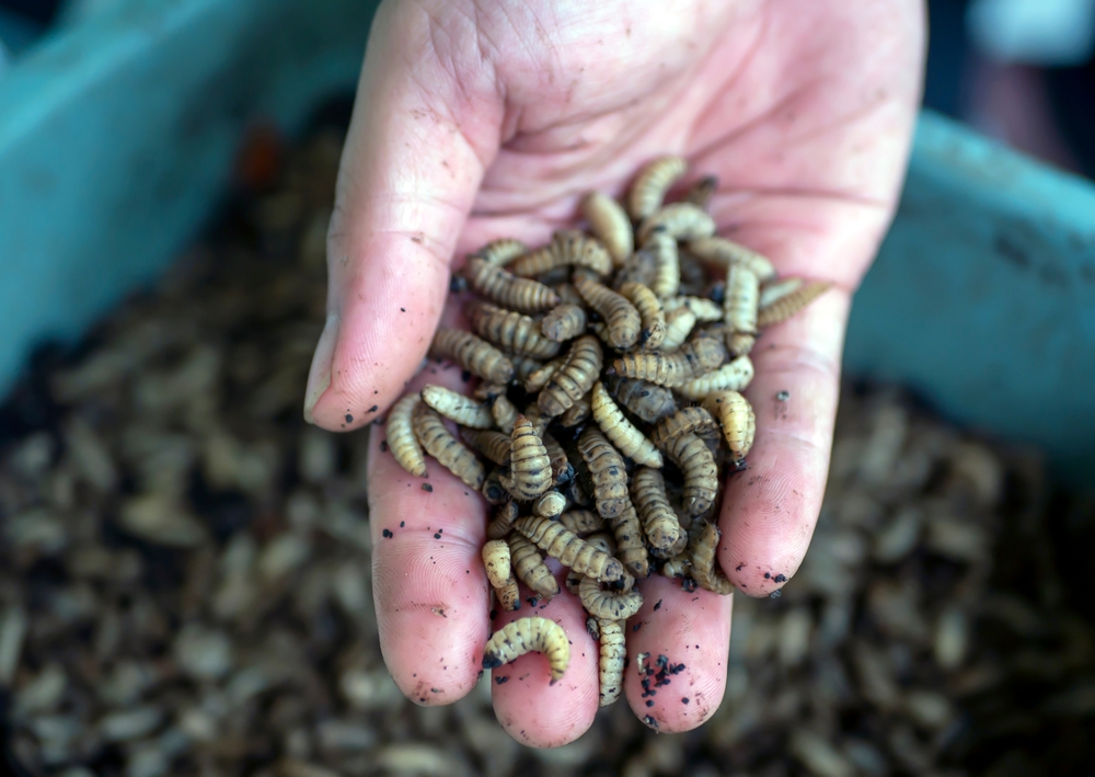 Продукция из чёрной львинки будет испытана в животноводстве и растениеводстве Карелии