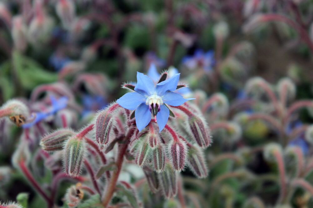 Компания Bioriginal представила богатое омега-3 масло огуречника, которое может использоваться в производстве кормов