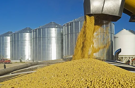 В Курской области предприятие «Содружество» переработало более 1,6 млн тонн масличных культур