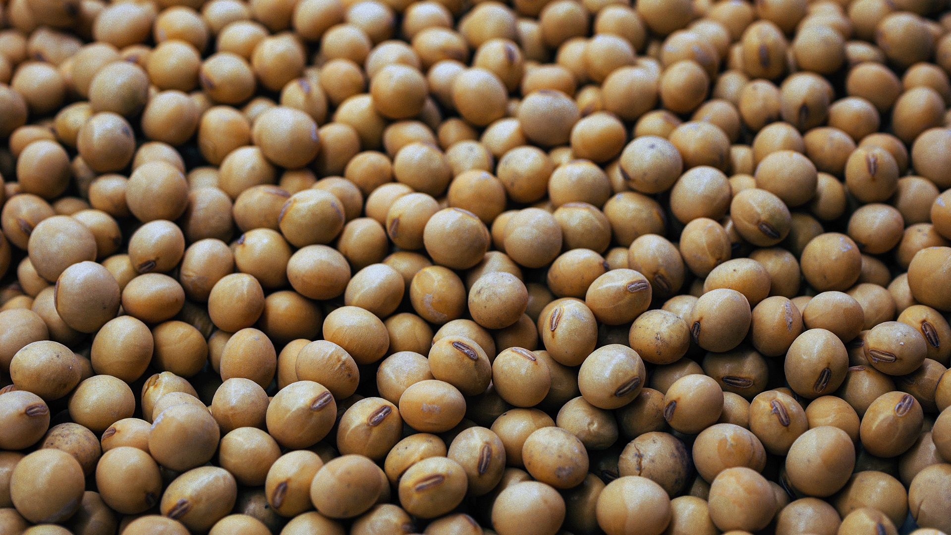 Азербайджан может выращивать пшеницу и сою из российских семян