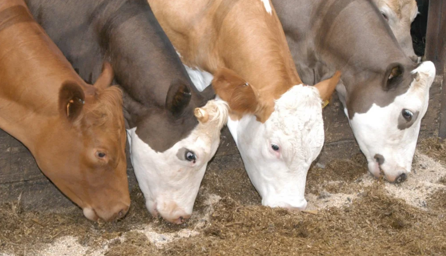 Шведские ученые научились делать корма для КРС и овец из пищевых отходов