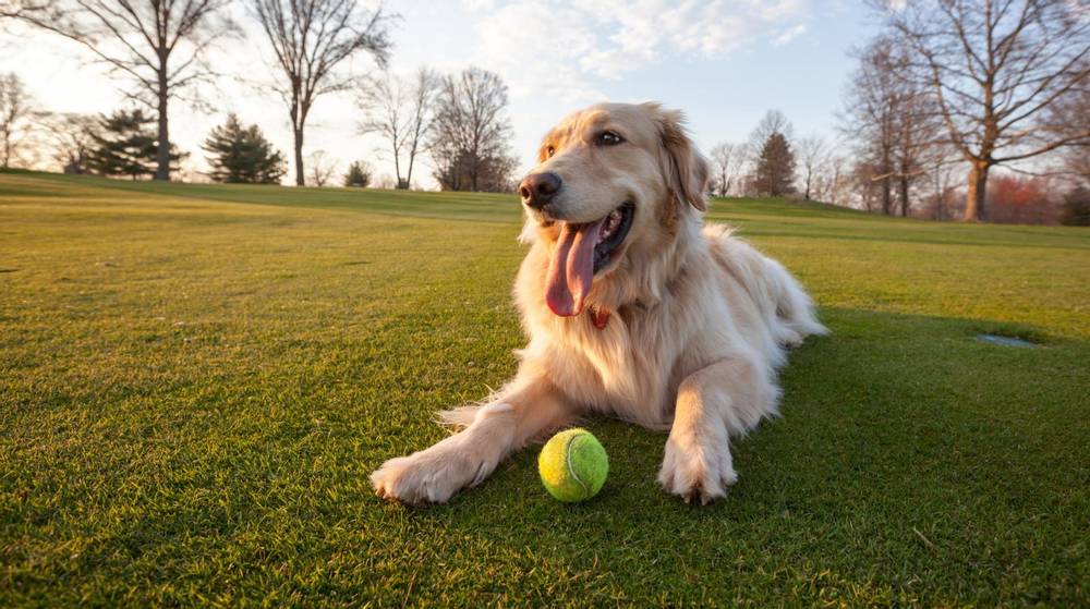 Постбиотик ADM оказывает положительное влияние на здоровье собак