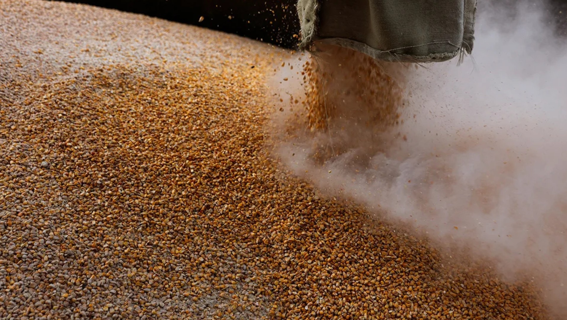 Объем вывоза зерна из Амурской области в 2025г может вырасти на 9%